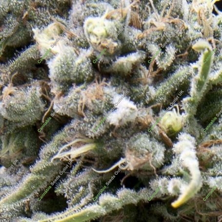 White Widow Auto Feminized Marijuana Strain by Pyramid Seeds For Sale Online at Cannabis Seeds Outlet