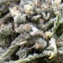 White Widow Auto Feminized Marijuana Strain by Pyramid Seeds For Sale Online at Cannabis Seeds Outlet