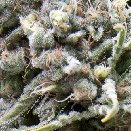 White Widow CBD Auto Feminized Marijuana Strain by Pyramid Seeds For Sale Online at Cannabis Seeds Outlet