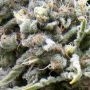 White Widow CBD Auto Feminized Marijuana Strain by Pyramid Seeds For Sale Online at Cannabis Seeds Outlet