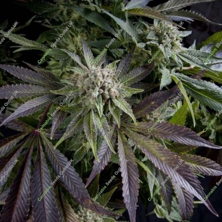 Blue Feminized Marijuana Strain by Pyramid Seeds For Sale Online at Cannabis Seeds Outlet