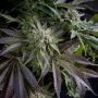 Blue Feminized Marijuana Strain by Pyramid Seeds For Sale Online at Cannabis Seeds Outlet
