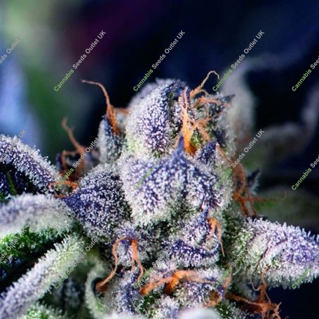 Cookies Feminized Marijuana Strain by Pyramid Seeds For Sale Online at Cannabis Seeds Outlet