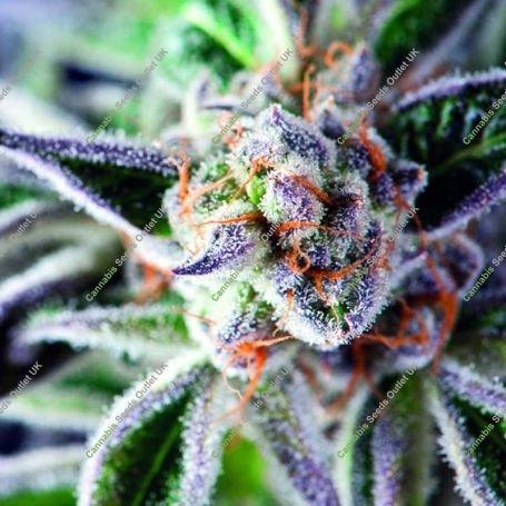 Do Si Dos Feminized Marijuana Strain by Pyramid Seeds For Sale Online at Cannabis Seeds Outlet