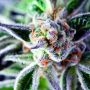 Do Si Dos Feminized Marijuana Strain by Pyramid Seeds For Sale Online at Cannabis Seeds Outlet