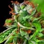 Double OG Haze Feminized Marijuana Strain by Pyramid Seeds For Sale Online at Cannabis Seeds Outlet