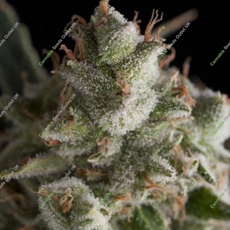 Fresh Candy Feminized Marijuana Strain by Pyramid Seeds For Sale Online at Cannabis Seeds Outlet