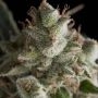Fresh Candy Feminized Marijuana Strain by Pyramid Seeds For Sale Online at Cannabis Seeds Outlet