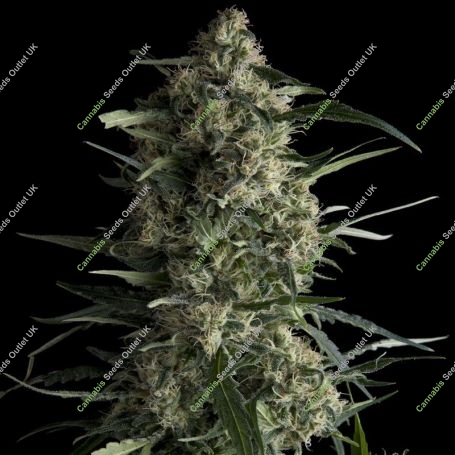 Galaxy Feminized Marijuana Strain by Pyramid Seeds For Sale Online at Cannabis Seeds Outlet