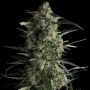 Galaxy Feminized Marijuana Strain by Pyramid Seeds For Sale Online at Cannabis Seeds Outlet