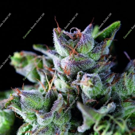 Gorila Feminized Marijuana Strain by Pyramid Seeds For Sale Online at Cannabis Seeds Outlet