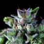 Gorila Feminized Marijuana Strain by Pyramid Seeds For Sale Online at Cannabis Seeds Outlet