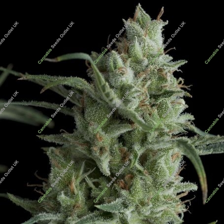 Kryptonite Feminized Marijuana Strain by Pyramid Seeds For Sale Online at Cannabis Seeds Outlet