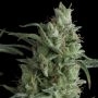 Kryptonite Feminized Marijuana Strain by Pyramid Seeds For Sale Online at Cannabis Seeds Outlet