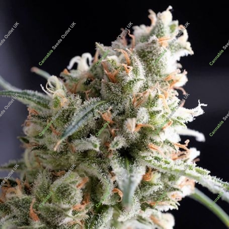 Kukulkan Feminized Marijuana Strain by Pyramid Seeds For Sale Online at Cannabis Seeds Outlet