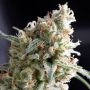 Kukulkan Feminized Marijuana Strain by Pyramid Seeds For Sale Online at Cannabis Seeds Outlet