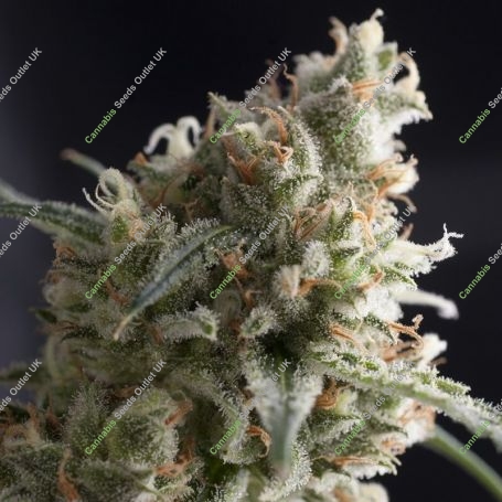 Lennon Feminized Marijuana Strain by Pyramid Seeds For Sale Online at Cannabis Seeds Outlet