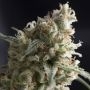 Lennon Feminized Marijuana Strain by Pyramid Seeds For Sale Online at Cannabis Seeds Outlet