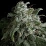 Nefertiti Feminized Marijuana Strain by Pyramid Seeds For Sale Online at Cannabis Seeds Outlet