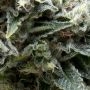 New York City CBD Auto Feminized Marijuana Strain by Pyramid Seeds For Sale Online at Cannabis Seeds Outlet