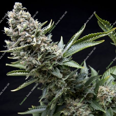 New York City Feminized Marijuana Strain by Pyramid Seeds For Sale Online at Cannabis Seeds Outlet