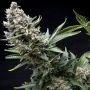 New York City Feminized Marijuana Strain by Pyramid Seeds For Sale Online at Cannabis Seeds Outlet