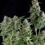Northern Lights CBD Feminized Marijuana Strain by Pyramid Seeds For Sale Online at Cannabis Seeds Outlet