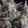 Olympia Feminized Marijuana Strain by Pyramid Seeds For Sale Online at Cannabis Seeds Outlet
