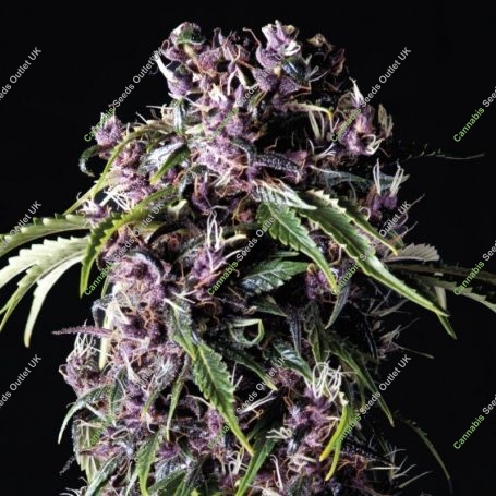 Purple Feminized Marijuana Strain by Pyramid Seeds For Sale Online at Cannabis Seeds Outlet