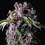 Purple Feminized Marijuana Strain by Pyramid Seeds For Sale Online at Cannabis Seeds Outlet