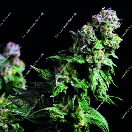 Purple Urkle Feminized Marijuana Strain by Pyramid Seeds For Sale Online at Cannabis Seeds Outlet