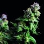 Purple Urkle Feminized Marijuana Strain by Pyramid Seeds For Sale Online at Cannabis Seeds Outlet