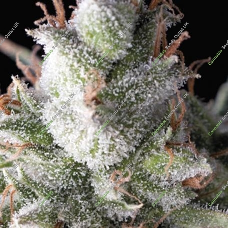 Ramses Feminized Marijuana Strain by Pyramid Seeds For Sale Online at Cannabis Seeds Outlet