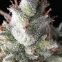 Ramses Feminized Marijuana Strain by Pyramid Seeds For Sale Online at Cannabis Seeds Outlet