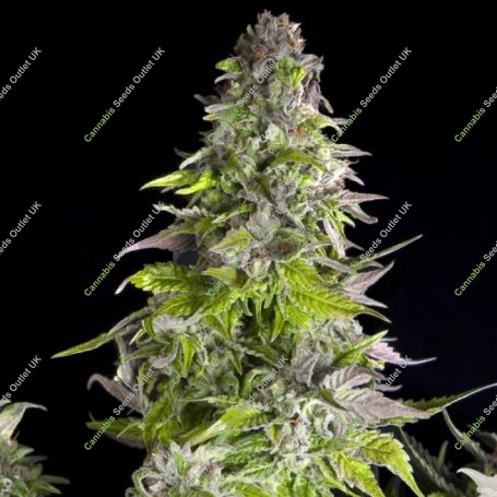 Romulan Feminized Marijuana Strain by Pyramid Seeds For Sale Online at Cannabis Seeds Outlet
