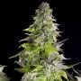 Romulan Feminized Marijuana Strain by Pyramid Seeds For Sale Online at Cannabis Seeds Outlet