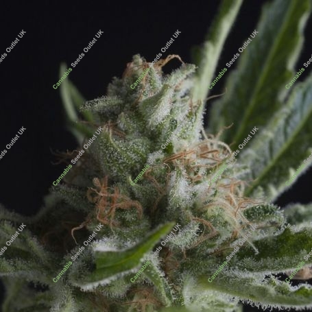 Shark CBD Feminized Marijuana Strain by Pyramid Seeds For Sale Online at Cannabis Seeds Outlet