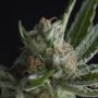 Shark CBD Feminized Marijuana Strain by Pyramid Seeds For Sale Online at Cannabis Seeds Outlet