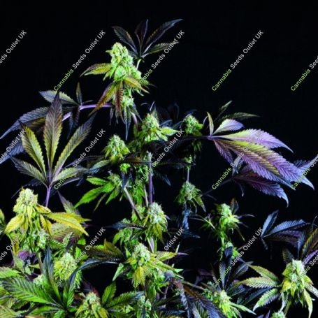 Sunset Sherbet Feminized Marijuana Strain by Pyramid Seeds For Sale Online at Cannabis Seeds Outlet