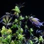 Sunset Sherbet Feminized Marijuana Strain by Pyramid Seeds For Sale Online at Cannabis Seeds Outlet