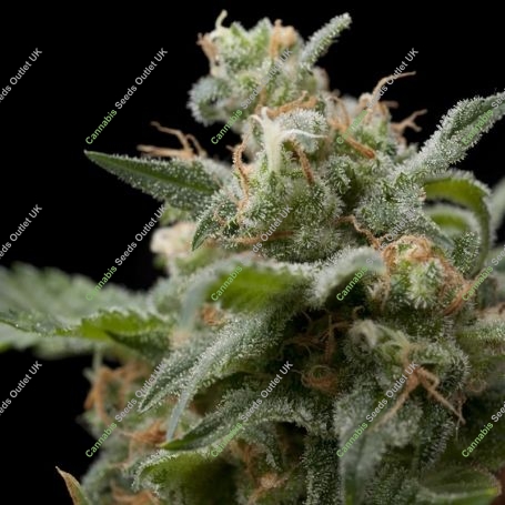 Super Hash Feminized Marijuana Strain by Pyramid Seeds For Sale Online at Cannabis Seeds Outlet