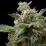 Super Hash Feminized Marijuana Strain by Pyramid Seeds For Sale Online at Cannabis Seeds Outlet