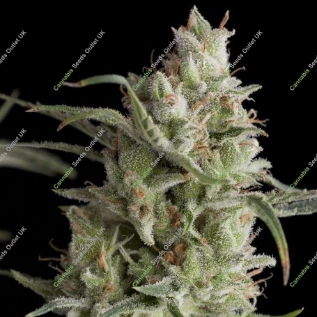 Super OG Kush Feminized Marijuana Strain by Pyramid Seeds For Sale Online at Cannabis Seeds Outlet