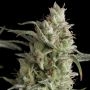 Super OG Kush Feminized Marijuana Strain by Pyramid Seeds For Sale Online at Cannabis Seeds Outlet