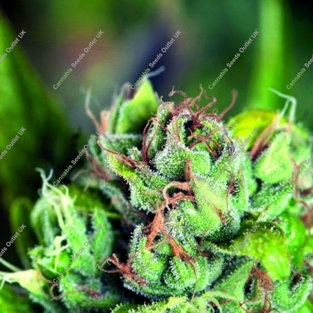 Tahoe Cure Feminized Marijuana Strain by Pyramid Seeds For Sale Online at Cannabis Seeds Outlet