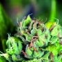 Tahoe Cure Feminized Marijuana Strain by Pyramid Seeds For Sale Online at Cannabis Seeds Outlet