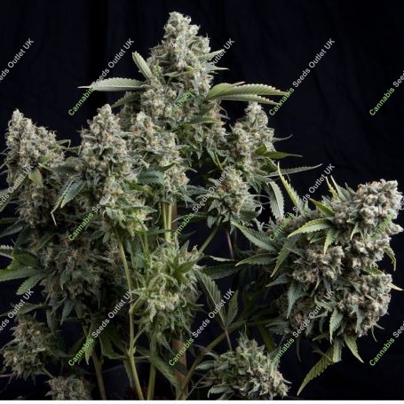 Tutankhamon Feminized Marijuana Strain by Pyramid Seeds For Sale Online at Cannabis Seeds Outlet