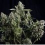 Tutankhamon Feminized Marijuana Strain by Pyramid Seeds For Sale Online at Cannabis Seeds Outlet