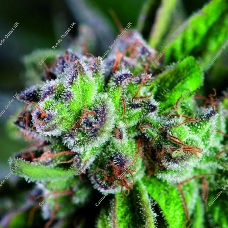 Watermelon Zkittlez Feminized Marijuana Strain by Pyramid Seeds For Sale Online at Cannabis Seeds Outlet