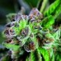 Watermelon Zkittlez Feminized Marijuana Strain by Pyramid Seeds For Sale Online at Cannabis Seeds Outlet